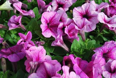 Hem Genetics BV: Mambo™ GP Petunia Plum Orchid Veined 