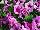 Mambo™ GP Petunia dwarf, multiflora, F1 Plum Orchid Veined 