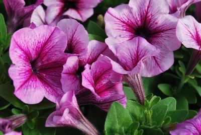 Hem Genetics BV: Mambo™ GP Petunia Plum Orchid Veined 