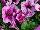 Mambo™ GP Petunia dwarf, multiflora, F1 Plum Orchid Veined 