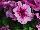 Mambo™ GP Petunia dwarf, multiflora, F1 Plum Orchid Veined 