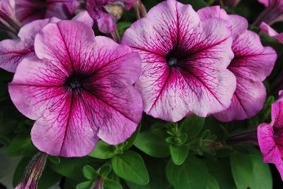 Hem Genetics BV: Mambo™ GP Petunia Plum Orchid Veined 