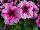 Mambo™ GP Petunia dwarf, multiflora, F1 Plum Orchid Veined 