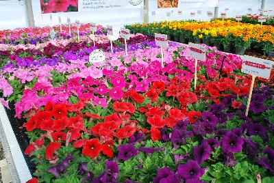  Mambo™ GP Petunia dwarf, multiflora, F1 : On display @ HEM Genetics, Spring Trials 2016:  The next generation genetic dwarf petunias are indicated by the characters “GP” which stands for Garden performance.  Compared to the first generation genetic dwarf petunias, the GPs perform exactly the same for the greenhouse grower with compact habit for ease of culture without PGRs.  The difference in garden performance is noticeable to consumers because they show more growth vigor, resulting in a more robust plant habit with an even better performance in containers, beds, and the landscape.  Better branching and reduced leaf development provides better airflow which reduces the risk of disease, especially botrytis.  Limbo™ petunias are perfect for high-density pack production, containers and hanging baskets. Four new colors: 'Orchid Veined', 'Red Morn', 'Mid Blue', and 'Rose More'.