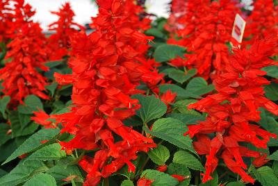 Salvia  'Red Alert'