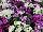 Hem Genetics BV: Dianthus  'Lavendina Mixture' 