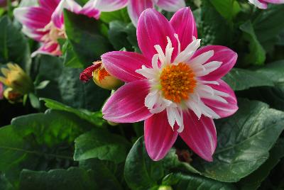 Dahlia StarSister™ 'Rose & White'