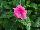 Solar Avalanche™ Vinca trailing, F1 Pink 