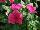 Solar Avalanche™ Vinca trailing, F1 Pink 