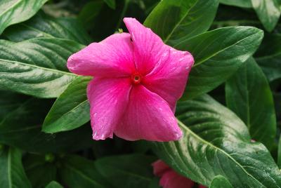 Solar Avalanche™ Vinca trailing, F1 Pink