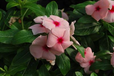 Solar Avalanche™ Vinca trailing, F1 Apricot