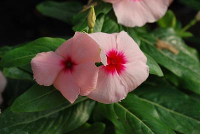 Vinca Solar Avalanche™ 'Apricot'