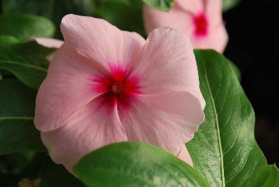 Vinca Solar Avalanche™ 'Apricot'