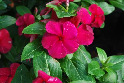 Vinca Solar Avalanche™ 'Burgundy'