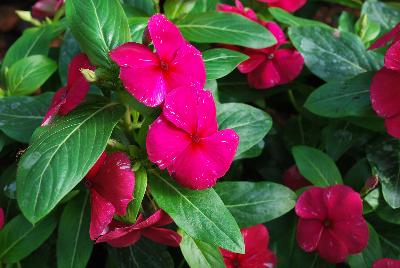 Vinca Solar Avalanche™ 'Burgundy'