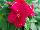 Solar Avalanche™ Vinca trailing, F1 Red 