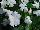 Solar Avalanche™ Vinca trailing, F1 White 