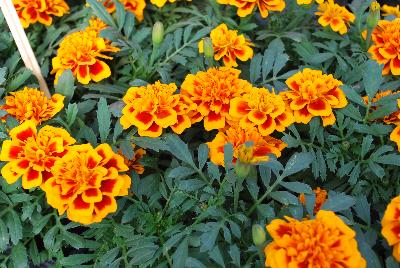 Chica™ Marigold dwarf, French Flame 