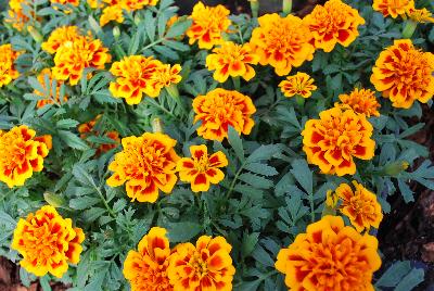 Chica™ Marigold dwarf, French Flame 