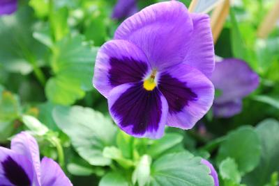 Pansy Xtrada™ 'Mid Blue'