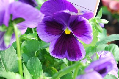 Pansy Xtrada™ 'Mid Blue'