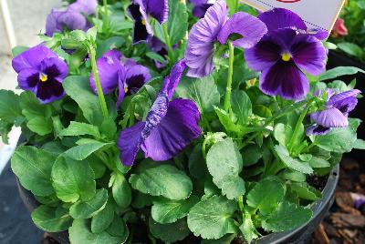 Pansy Xtrada™ 'Mid Blue'