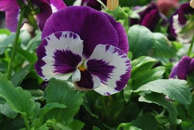 Xtrada™ Pansy F1, XL-Flowered Violet Face 