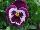 Hem Genetics BV: Pansy F1, XL-Flowered 'Violet Face' 