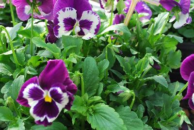 Xtrada™ Pansy F1, XL-Flowered Violet Face 