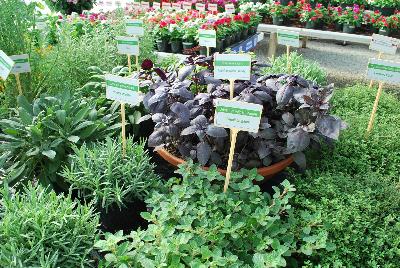 Seen @ Spring Trials 2016.: On display @ HEM Genetics, Spring Trials 2016:  A full collection of herbs.