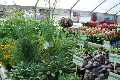Seen @ Spring Trials 2016.: On display @ HEM Genetics, Spring Trials 2016:  A full collection of herbs in amongst other specimens.