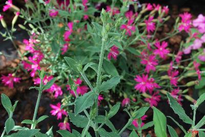 Silene  'Experimental'