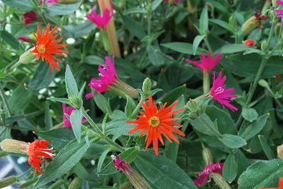 Silene  'Experimental'