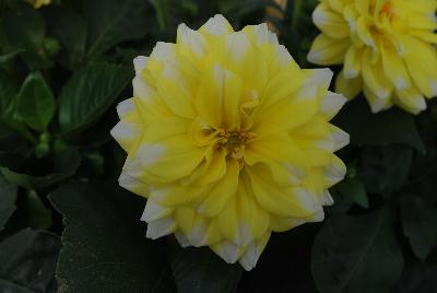 Dahlia StarSister™ 'Yellow Tipped White'