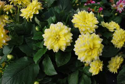 Dahlia StarSister™ 'Yellow Tipped White'