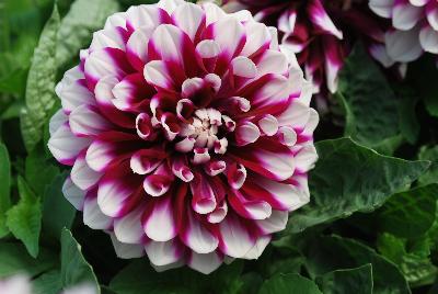 Dahlia StarSister™ 'Purple Stripes'