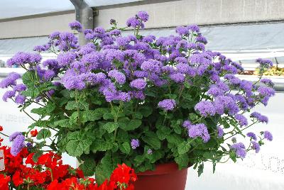 Ageratum Planet™ 'Blue'