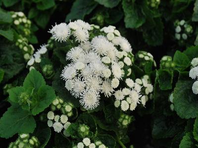 Ageratum Aloha 'White'