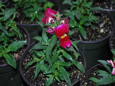 Antirrhinum Snappy 'Burgundy-and-white'