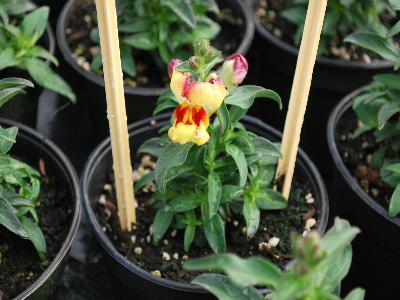 Snappy Antirrhinum Peach-flame 