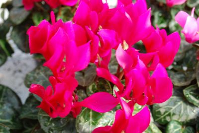 Cyclamen Minola 'Purple'