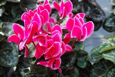 Cyclamen Minola 'Purple Flame'