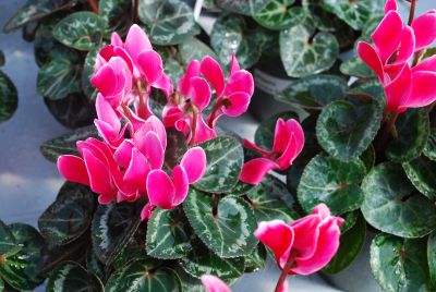 Cyclamen Minola 'Scarlet Flame'