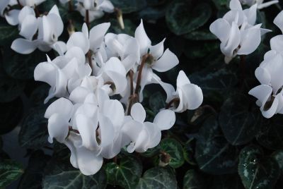 Cyclamen Minola 'White'