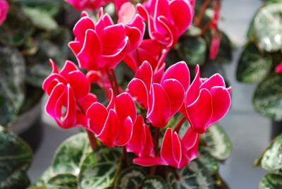 Cyclamen Minola 'Wine Flame'