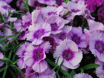 Dianthus Diana 'Lavender-Picotee'