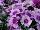 Hem Genetics BV: Dianthus  'Lavender-Picotee' 