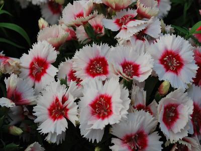 Dianthus Diana 'Red-Centered-White'