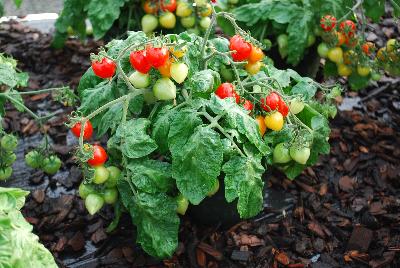  Tomato Sweet Valentine 