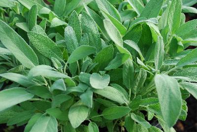  Salvia Sage 